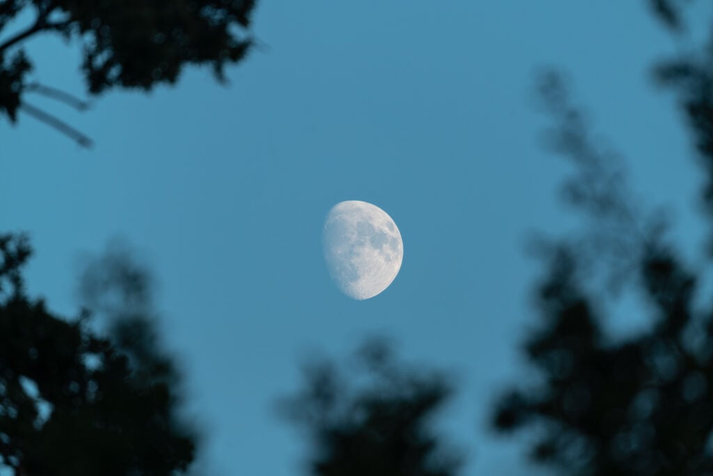 waxing moon in the sky above trees in the night fo 2026 03 20 05 45 19 utc 2